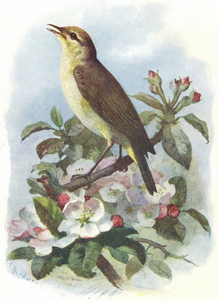 BIRDS. Chiff-Chaff. (4 5) 1901 old antique vintage print picture