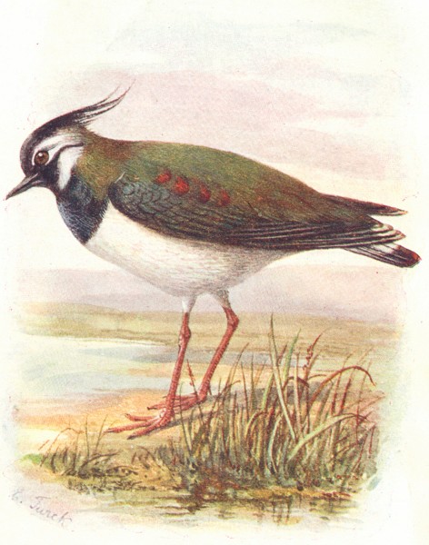 BIRDS. Lapwing  1901 old antique vintage print picture