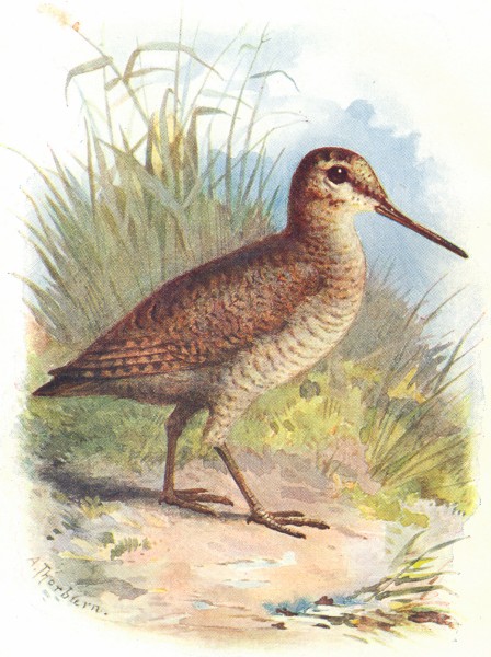 BIRDS. Woodcock  1901 old antique vintage print picture