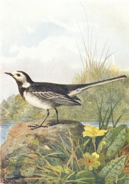 Associate Product BIRDS. Water Wagtail  1901 old antique vintage print picture