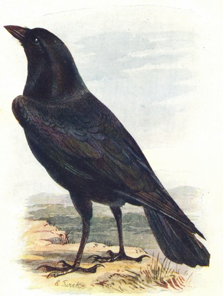 BIRDS. Raven  1901 old antique vintage print picture