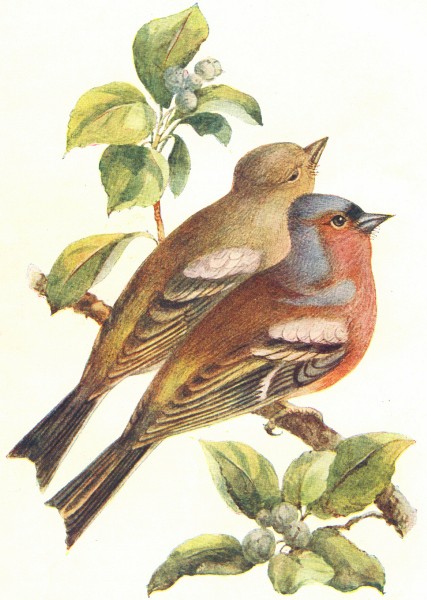 BIRDS. Chaffinch  1901 old antique vintage print picture