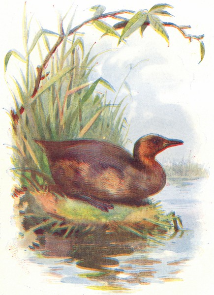 Associate Product BIRDS. Little Grebe  1901 old antique vintage print picture