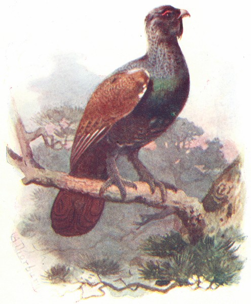 Associate Product BIRDS. Capercaillie  1901 old antique vintage print picture