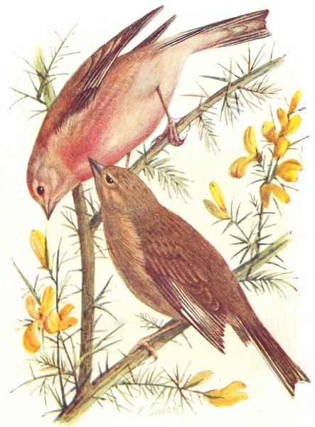 Associate Product BIRDS. Linnet. Linnets 1901 old antique vintage print picture
