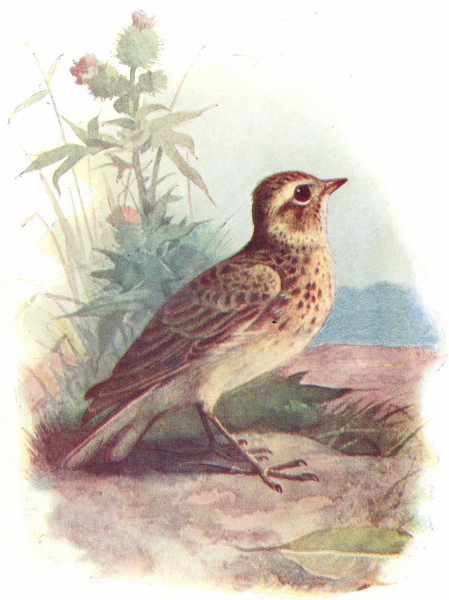 BIRDS. Skylark  1901 old antique vintage print picture