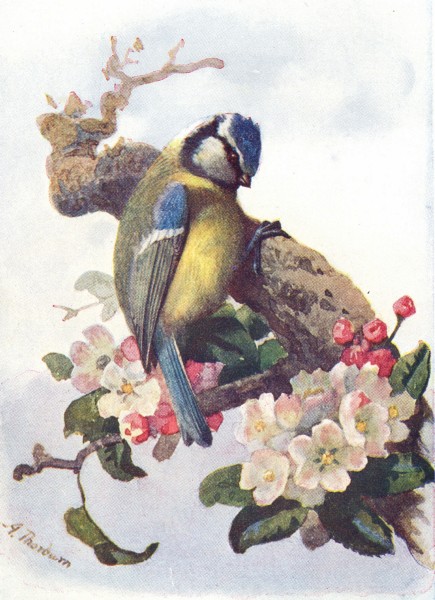 Associate Product BIRDS. Blue Tit  1901 old antique vintage print picture