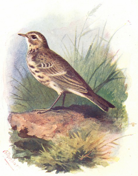 Associate Product BIRDS. Meadow Pipit  1901 old antique vintage print picture