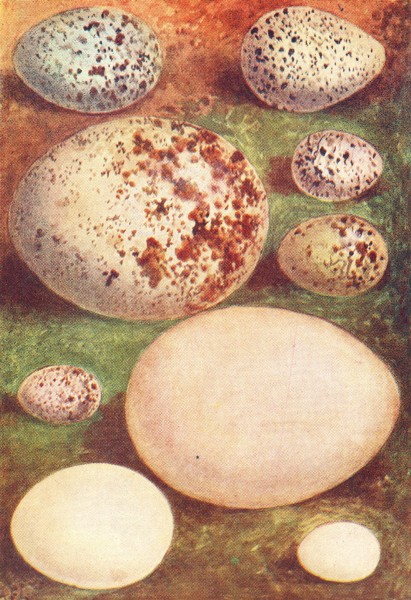 Associate Product EGGS. Ring Ouzel; Kentish Plover; Buzzard; Hawfinch 1901 old antique print