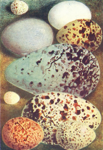 Associate Product EGGS. Guillemot; Rock Dove; Dotterel; Marsh Tit Auk 1901 old antique print