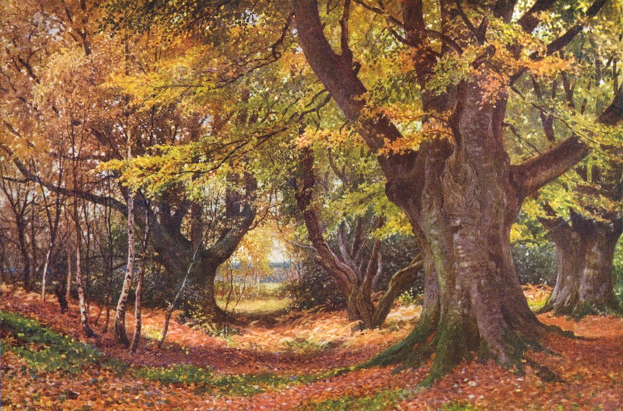 Associate Product SURREY. Beeches in Autumn, Godalming 1912 old antique vintage print picture