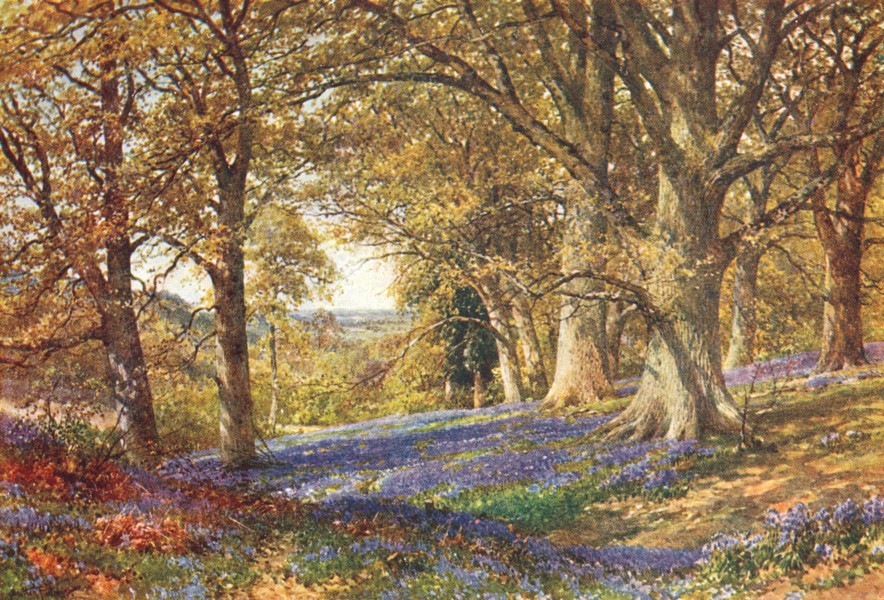 Associate Product SURREY. A Slope of Bluebells, Hascombe 1912 old antique vintage print picture