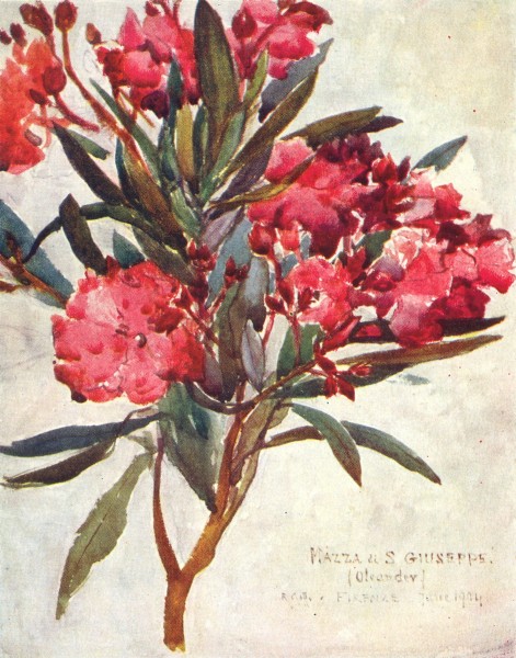 Associate Product TUSCANY TOSCANA. Pink Oleander Blossom, the "Mazza di San Giuseppe" 1905 print