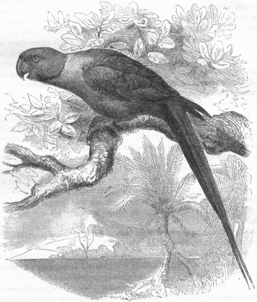 BIRDS. Cracker. Parrot. Collared c1870 old antique vintage print picture