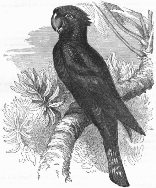 BIRDS. Cracker. Cockatoo. Raven c1870 old antique vintage print picture