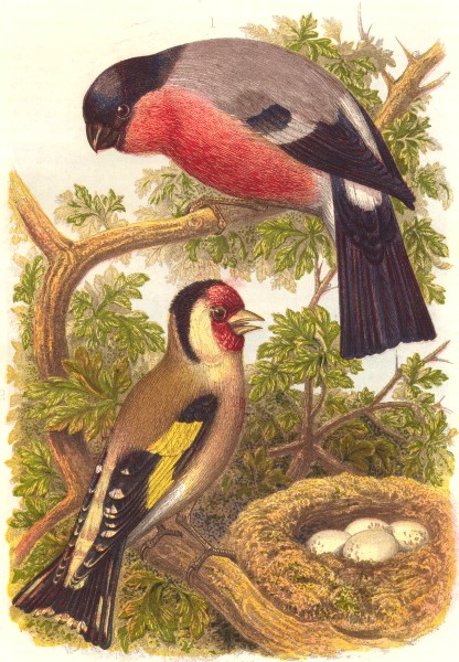 BIRDS. Passerine. Finch. Bullfinch Goldfinch(Life) c1870 antique print