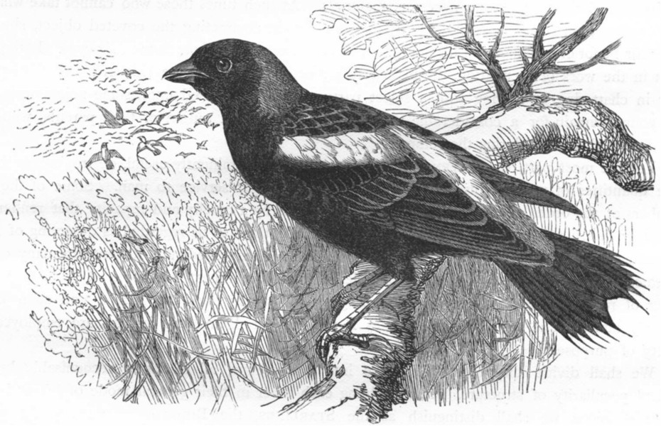 Associate Product BIRDS. Raven. Starling. Boblink c1870 old antique vintage print picture