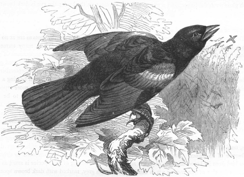 Associate Product BIRDS. Raven. Starling. Red-Winged Troopial c1870 old antique print picture
