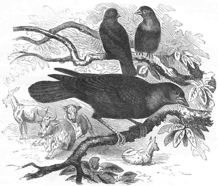 Associate Product BIRDS. Raven. Starling. Cow c1870 old antique vintage print picture