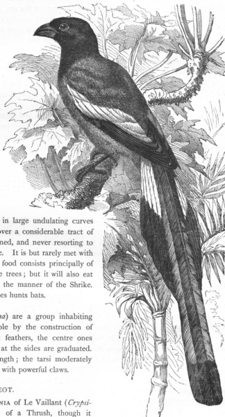 Associate Product BIRDS. Raven. Wandering Magpie c1870 old antique vintage print picture