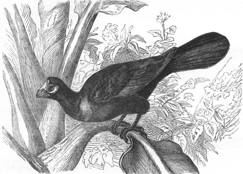 Associate Product BIRDS. Raven. Plantain Eater. Banana c1870 old antique vintage print picture
