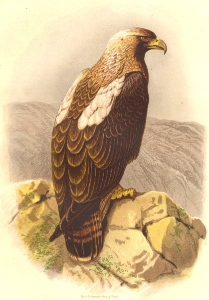 Associate Product BIRDS. Catcher. Bird of Prey. Imperial Eagle c1870 old antique print picture