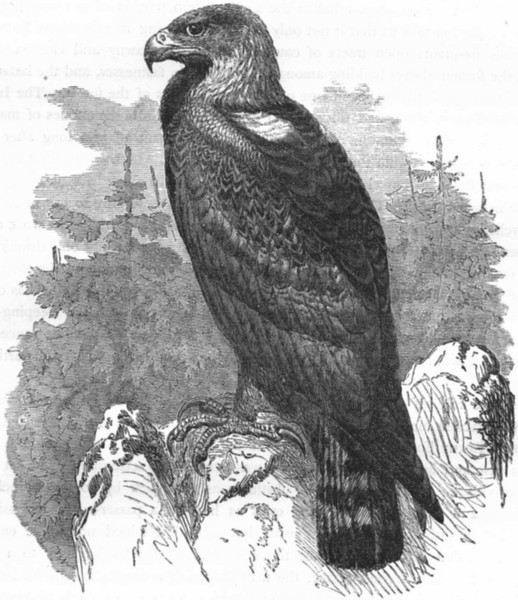 BIRDS. Raptorial. Eagle. Golden c1870 antique vintage print picture