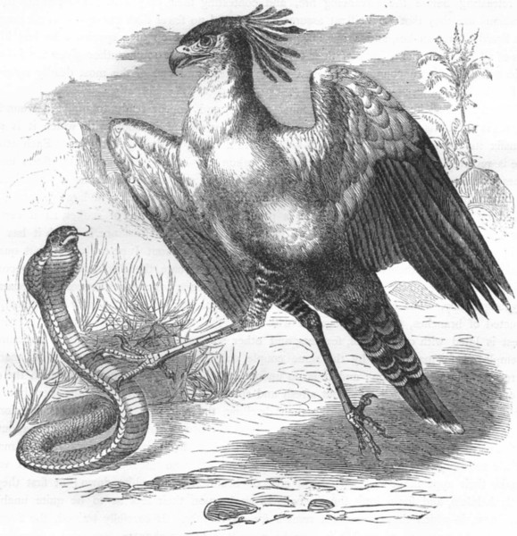 BIRDS. Raptorial. Vulture Falcons. Secretary, Crane c1870 old antique print