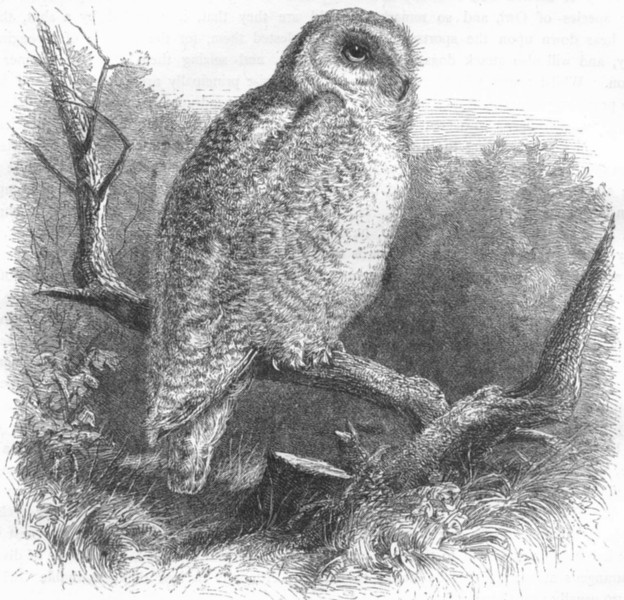 BIRDS. Owl. Day. Snow c1870 old antique vintage print picture