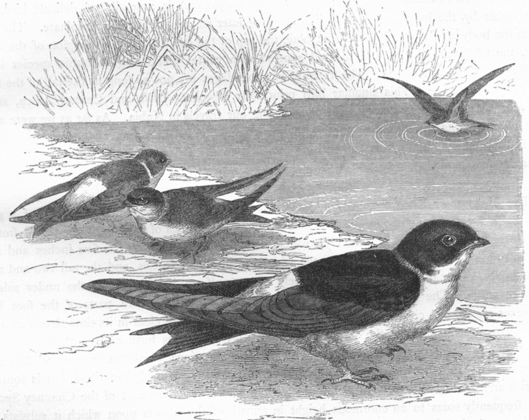 BIRDS. Gaper. Swallow. Martin c1870 old antique vintage print picture