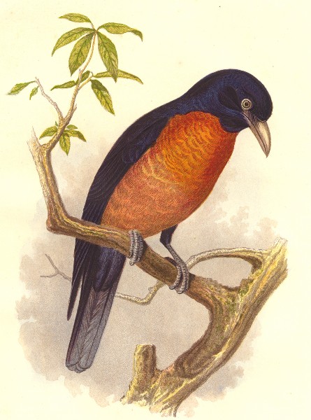 BIRDS. Singing. Warbler. Oronoko Coracina c1870 old antique print picture
