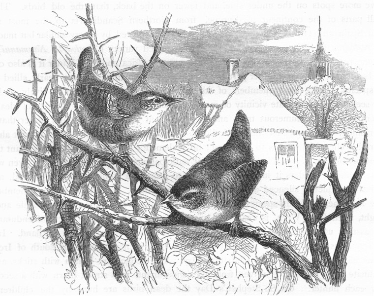 BIRDS. Singing. common Wren c1870 old antique vintage print picture