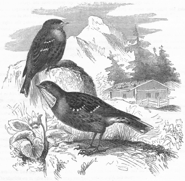 Associate Product BIRDS. Singing. Accentor. Alpine c1870 old antique vintage print picture