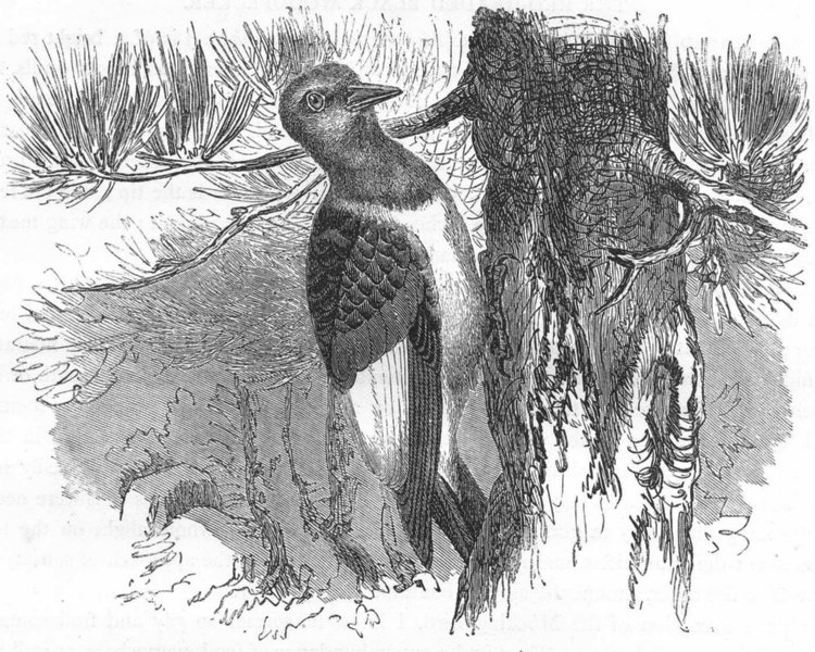 SEARCHER. Tree Climber. Red-headed Black Woodpecker c1870 old antique print