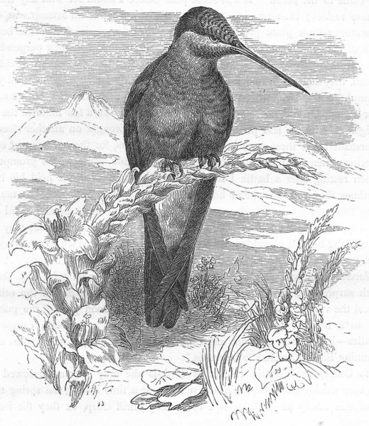 BIRDS. Searcher. Hummingbird. Giant c1870 old antique vintage print picture