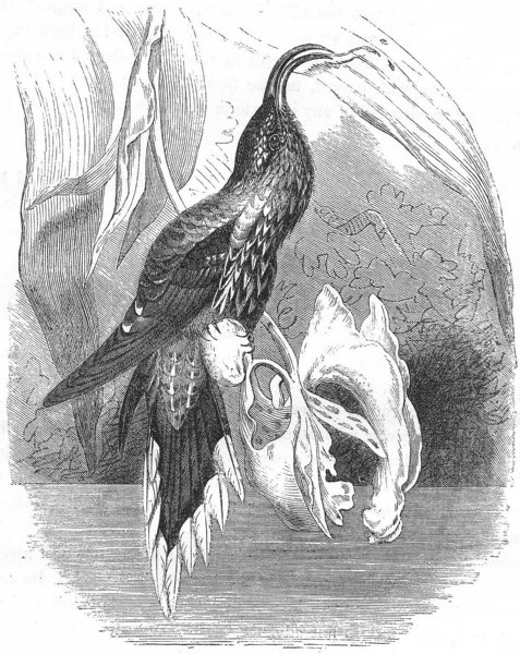 BIRDS. Searcher. Hummingbird. Sickle-Billed c1870 old antique print picture
