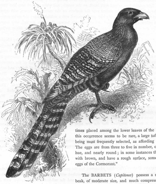 Associate Product BIRDS. Searcher. Cuckoo. Pheasant Coucal c1870 old antique print picture