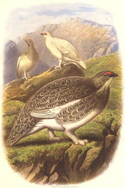 BIRDS. Gallinaceous Bird. Partridge. Ptarmigan c1870 old antique print picture