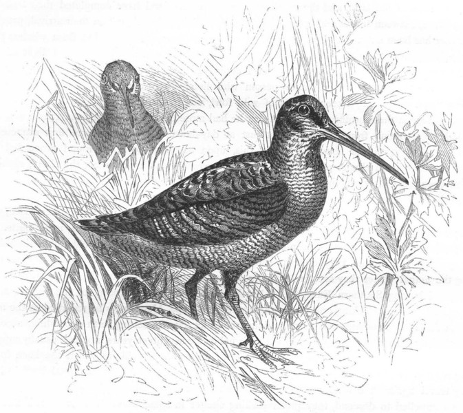 BIRDS. Stilt-Walker. Snipes. Woodcock c1870 old antique vintage print picture