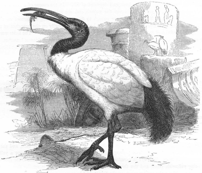 BIRDS. Stilt-Walker. Curlew. White Sacred Ibis c1870 old antique print picture