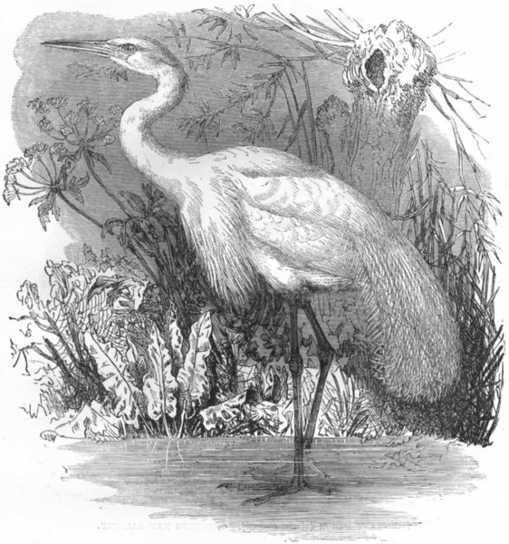 BIRDS. Stilt-Walker. Heron. Great White c1870 old antique print picture