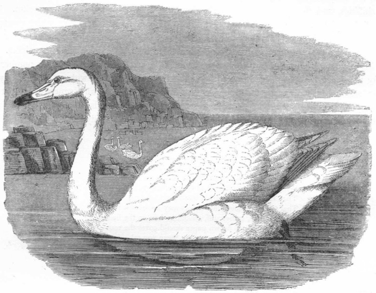 SWIMMERS. Sieve Beak. Whistling Swan c1870 old antique vintage print picture