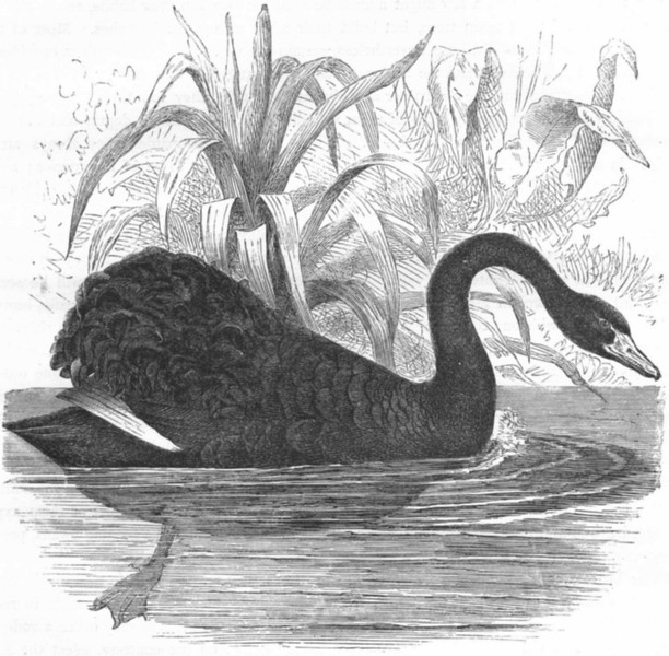 BIRDS. Swimmers. Sieve Beak. Black Swan c1870 old antique print picture