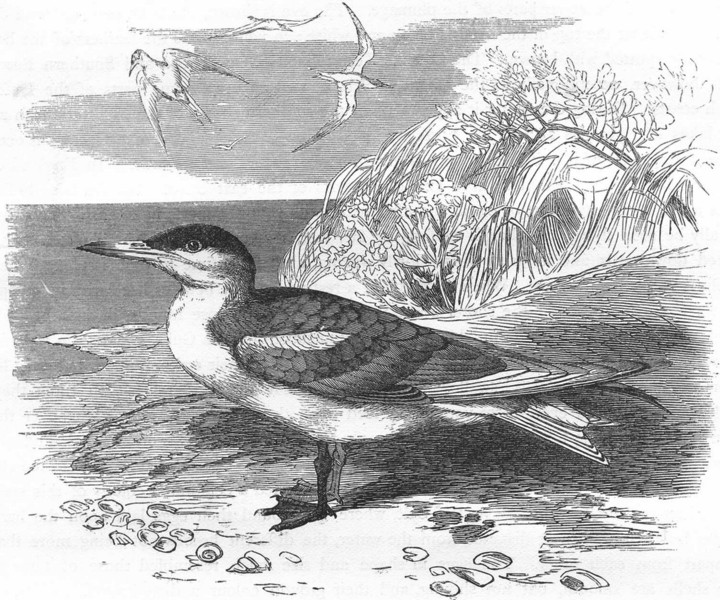 Associate Product ASIA. Sea-Flier. Tern, Swallow. Caspian c1870 old antique print picture
