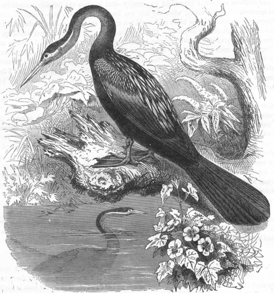 SEA-FLIER. Cormorant. Vaillant's Snake Bird, Darter c1870 old antique print