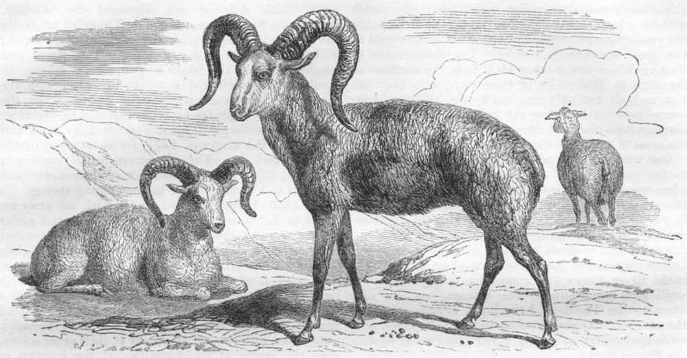 Associate Product SIBERIA. Amoor. Argali(Ovis Ammon)Sheep of 1870 old antique print picture