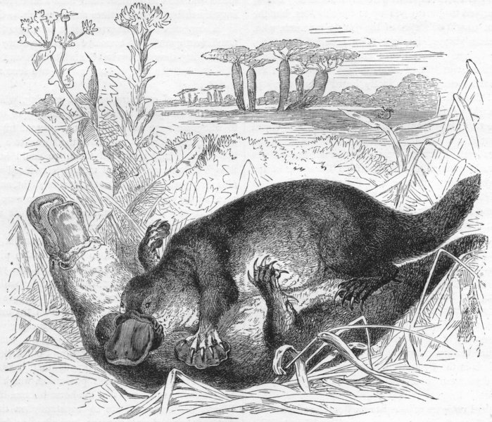 AUSTRALIA. Ornithorhynchus Paradoxus, Platypus 1880 old antique print picture