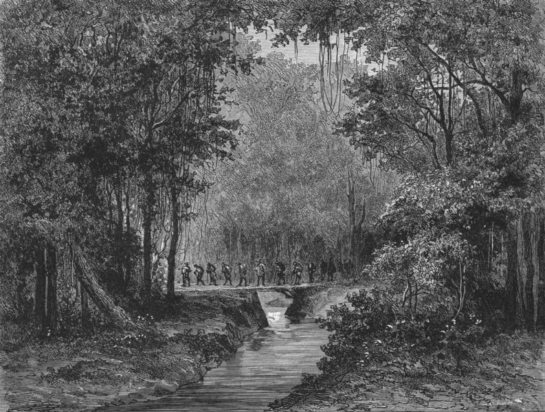 PERU. A Cinchona Forest 1880 old antique vintage print picture