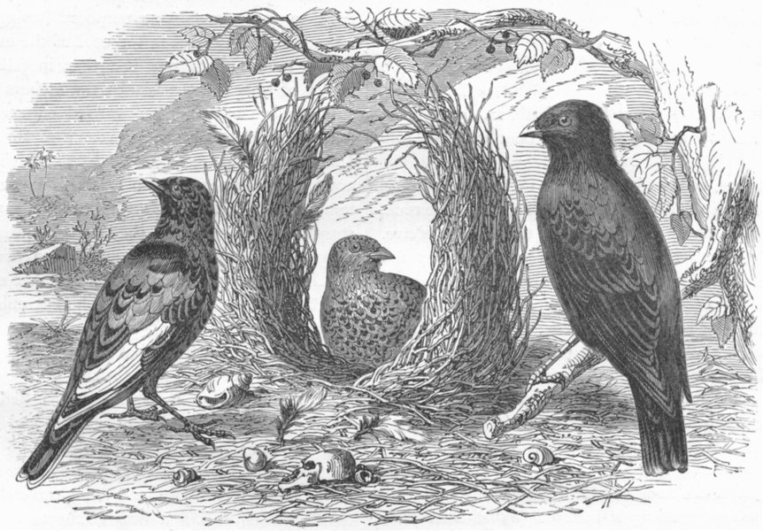 BIRDS. Satin Bower  1880 old antique vintage print picture