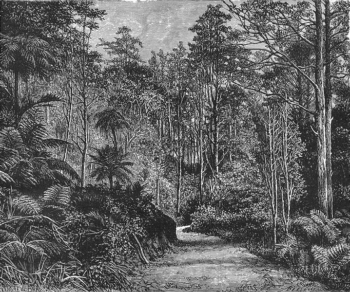 AUSTRALIA. A road through an Australian Forest 1886 old antique print picture